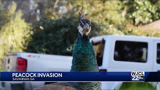 Peacock Invasion