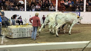 Oxen Pulling: 6ft. Elimination at Fryeburg Fair 2023