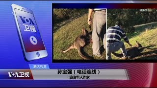 【孙宝强：虐杀袋鼠华人被捕  罪有应得】 8/31 #VOA连线 #精彩点评