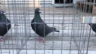 Black Racing Pigeons.  November 19, 2017