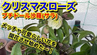 Flower792バルコニー\u0026ガーデン 今週の変化は次々と出始めたクリスマスローズの「花枝」と中心の「蕾」と開花が始まってきた様子、ホワイトの薔薇の開花と地張の薔薇がテッポウ虫に喰われたその後の様子