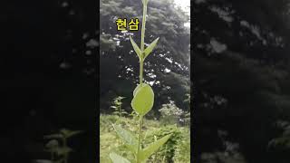 현삼