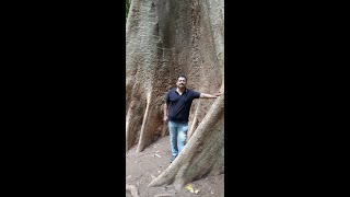 World’s oldest teak plantation|Conolly’s Plot|Nilambur| Sightseeing in Nilambur|