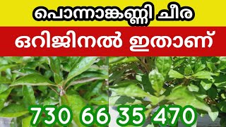 ഒറിജിനൽ പൊന്നാങ്കണ്ണിചീര ഇതാണ് 75108 11 379