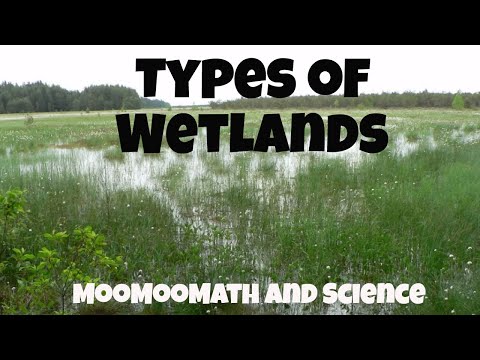 What type of water is found in marshes?