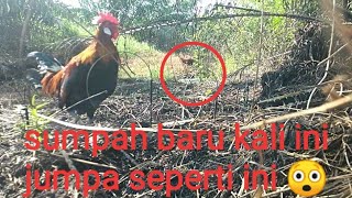 sumpah✌️ baru ini jumpa ayam hutan ANEH seperti ini || dengarkan suaranya dan lihat ayam nya 😲😲