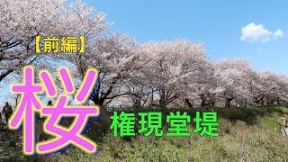 幸手　さくら🌸祭り最終日　権現堂堤　桜と菜の花の共演　多くの人が名残惜しんで楽しんでました　【前編】2019年4月9日