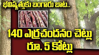 ఎర్ర చందనం చెట్లు ఎందుకు పెరగవు ఎంత ఎత్తు ఎదిగేందుకు అవకాశం ఉంది 9490341395 #redsandal #farming