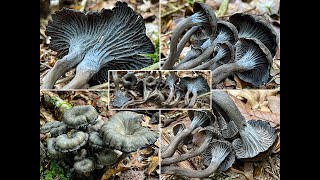 Pilzportrait - Grauer Pfifferling, Graue Kraterelle | Cantharellus cinereus, Craterellus cinereus