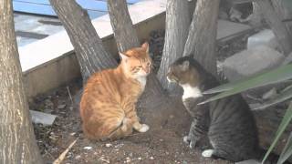 ruti hai  - Dialogue between cats 15.12.10 רותי חי - דיאלוג בן חתולים