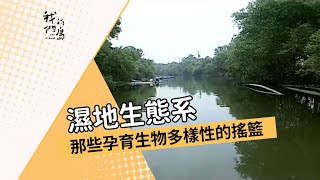 濕地生態系｜那些孕育生物多樣性的搖籃 (我們的島 第114集 2001-07-02)