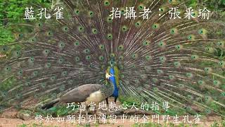 2022群英飛羽世界野鳥攝影聯展_C134-B-張采瑜-藍孔雀