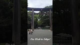 Japan Adventure! Tokyo - Shibuya, Shinjuku, Harajuku; Kawagoe, Mt. Fuji, Harry Potter and More!