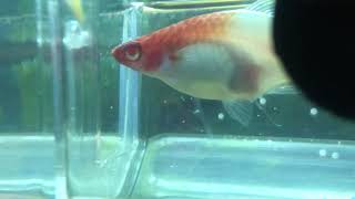 Koi swordtail giving birth