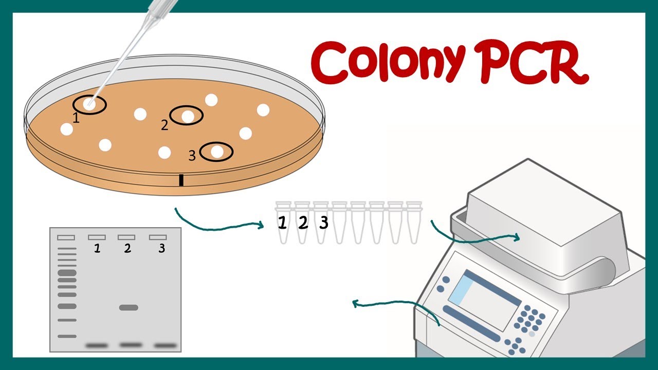 Colony Pcr Youtube