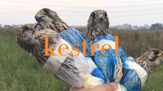 Kestrel trapping activities on weekends - Bẫy chim cắt nhỏ cuối tuần (common kestrel) #trapping