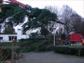 Bomen verwijderen voor licht, lucht en zonneschijn.wmv