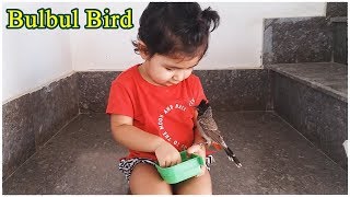 An adorable Bulbul bird