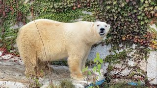 20231024:今日の円山動物園