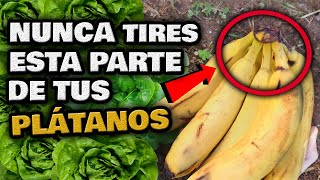 NUNCA MÁS TIRES ESTA PARTE del PLÁTANO ¿Sabes Porqué? | Abono Casero para Plantas | Fertilizante