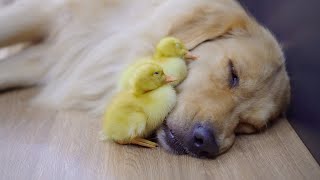 Golden Retriever Shocked by Bold Ducklings at Their First Meeting!