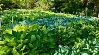 Oregon Life: Promo Land of The Giants Hosta Farm (6-25-2023)