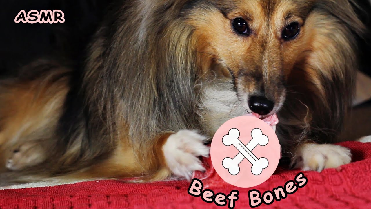 Asmr Dog Eating Sounds Raw Beef Bone рџќ No Talking Satisfying Mukbang