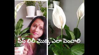 How to grow Peace lily/పీస్ లిల్లి ఎలా పెంచాలి / Spathiphyllum plant/Nasa air purifier plant