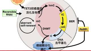 高劑量維生素C有助於對抗癌細胞