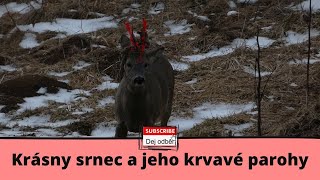 Krásny srnec a jeho krvavé parohy (beautiful roe deer and his bloody antlers)💧💧💧