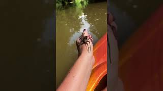 Girl Handles a Huge Fishing Spider While Kayaking