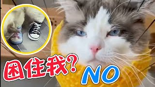 给布偶猫穿上鞋子，结果猫猫走两步就把鞋子甩了，比我还任性！【猫不理咖啡】