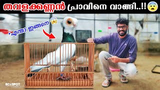 😱ദൈവമേ.... ഇത്രയും വലിയ കണ്ണുള്ള പ്രവോ ?? | Bought New Birds For Backyard Aviary Malayalam