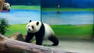 20160624圓仔上課後吃午茶 The Giant Panda Yuan Zai