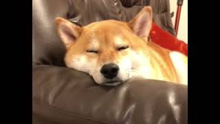 柴犬の呼吸、弐の牙、アゴ乗せ寝　Shiba Inu's breathing, second fangs, chin sleeping