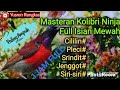 Masteran Kolibri Ninja Full Isian Mewah