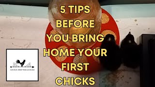 5 Tips Before You Bring Home Your First Chicks