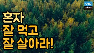 [핫클립] 엄마 소나무는 어린 소나무가 자라지 못하도록 성장을 방해한다? / YTN 사이언스