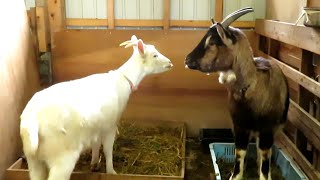 「おもち」と「きなこ」　吉懸牧場 2019年12月8日 Goat Farm Omochi Kinako