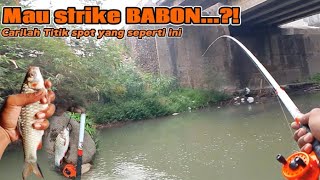 BEGINI CARA MENCARI TITIK SPOT IKAN BABON SAAT MUSIM KEMARAU.