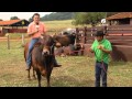 Raça Sindi na Fazenda Porangaba