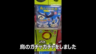 鳥のガチャガチャ