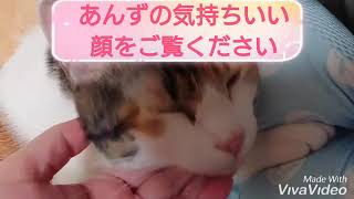 アゴを撫でられて気持ちいい顔をする可愛い猫(あんずdiary推定１歳５ヶ月)