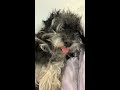 【犬の寝顔】ブサイク過ぎてウケるwwww