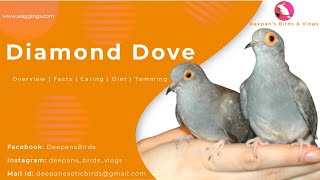 Diamond Dove Care Guide  || Overview | Facts | Caring | Diet | Tamming