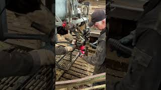 Wow! How To Fix Cow Hooves | Amazing Work At TheFarm |  #howitworks Veterinarian  #reveal Infection