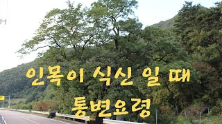 238회 인목이 식신일때 통변은 이렇게...   다물사주  청암 김석택010.3593.8251