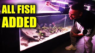 I added all the fish to CICHLID aquarium!