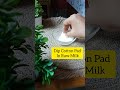 🔥natural cleanser🔥 skin whitening home remedies how to use raw milk for glowing skin shorts short