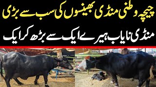 Chichawatni Maweshi Mandi Today | Buffalo Fresh Rates Update | Buffalo Mandi 2024